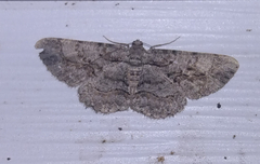 Anavitrinella pampinaria