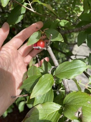 Cornus mas