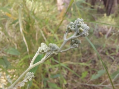 Astrotricha latifolia