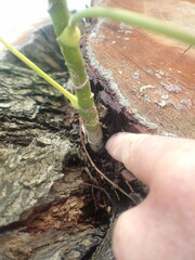 Heptapleurum arboricola