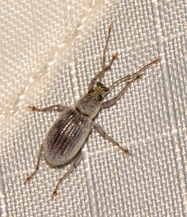 Cyrtepistomus castaneus