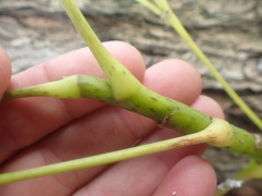 Heptapleurum arboricola