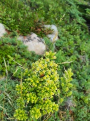 Solidago bicolor