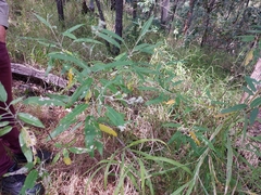 Astrotricha latifolia