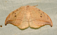 Drepana arcuata