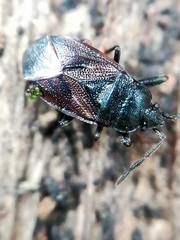 Drymus sylvaticus