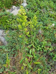 Solidago bicolor