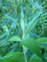 Artemisia suksdorfii