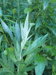 Artemisia suksdorfii