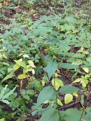 Solidago flexicaulis