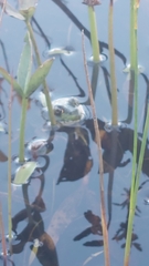 Lithobates septentrionalis
