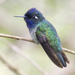 Violet-headed Hummingbird - Photo (c) Oswaldo Hernández, some rights reserved (CC BY-NC), uploaded by Oswaldo Hernández
