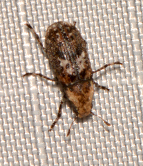 Euparius paganus
