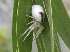 Thomisidae