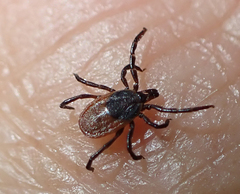 Ixodes pacificus