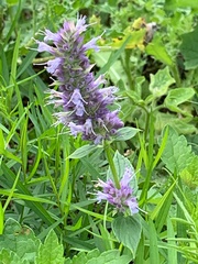 Agastache foeniculum
