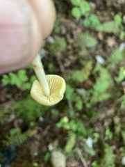 Entoloma murrayi