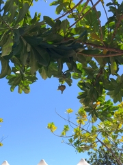 Barringtonia asiatica