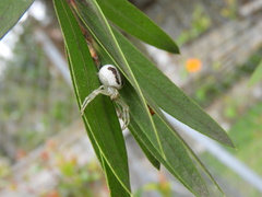 Thomisidae