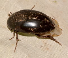 Hydrophilus ovatus
