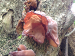 Auricularia auricula-judae