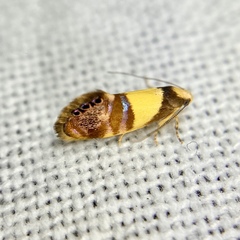 Eupselia callidyas