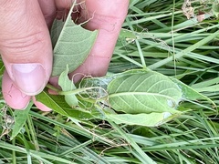 Saucrobotys futilalis