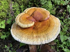 Ganoderma tsugae