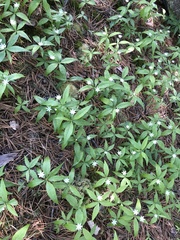 Lysimachia borealis