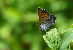 Tharsalea mariposa