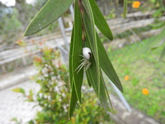 Thomisidae