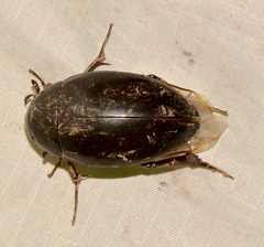 Hydrophilus ovatus