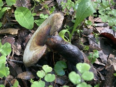 Ganoderma tsugae
