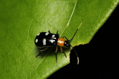Diabroticina