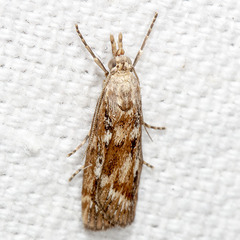 Occidentalia comptulatalis