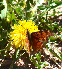 Polygonia gracilis