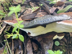 Ganoderma tsugae