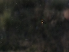 Austrotephritis poenia