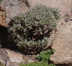 Crassula macowaniana