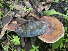 Ganoderma tsugae