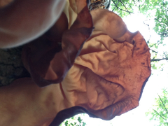 Auricularia auricula-judae