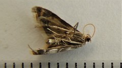 Eoparargyractis plevie