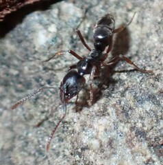 Brachyponera chinensis