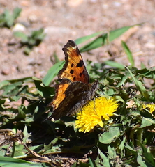 Polygonia gracilis