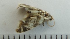 Eoparargyractis plevie