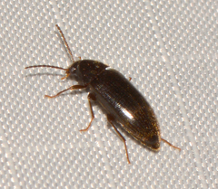 Hymenorus