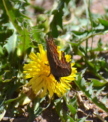 Polygonia gracilis