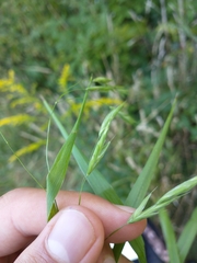 Bromus latiglumis