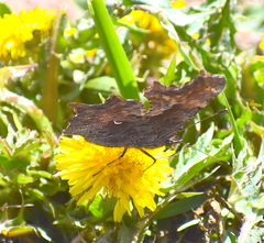 Polygonia gracilis