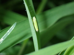 Graphocephala versuta